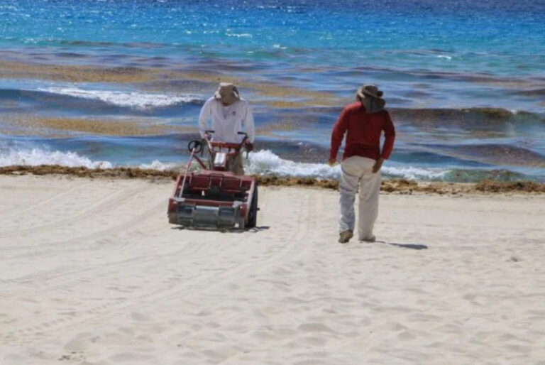 Recolectan 800 toneladas de sargazo en Cancún