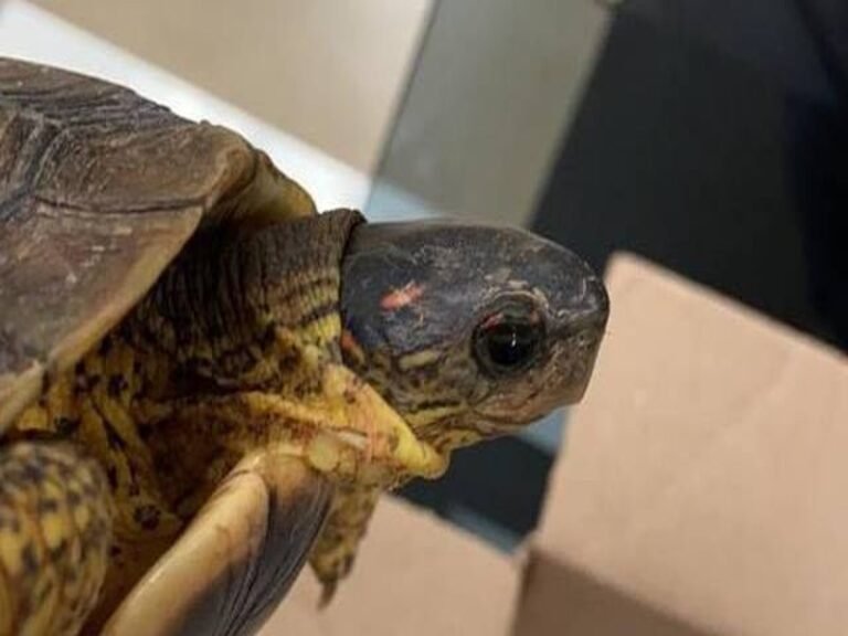 Rescatan una tortuga en el aeropuerto de Mérida; iba dentro de una maleta