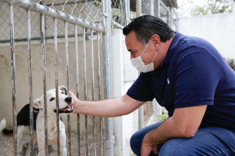 Inicia jornada de vacunación y esterilización para ‘lomitos’ en Mérida