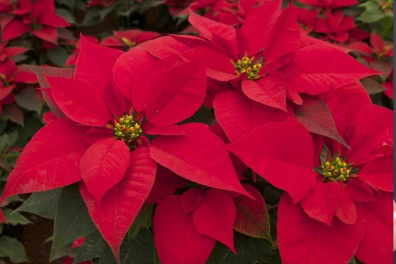 Diseno-sin-titulo-2021-12-21T152531.713