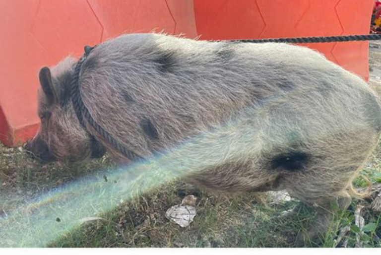 Rescatan a cerdito que paseaba por las calles de Mérida