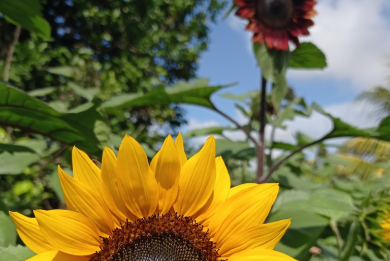 Jardín de girasoles en Tetiz reabre sus puertas