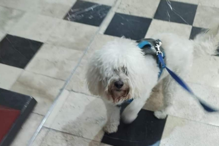 De Mérida a Guadalajara y luego a CDMX, así la travesía de este perrito por error de aerolínea