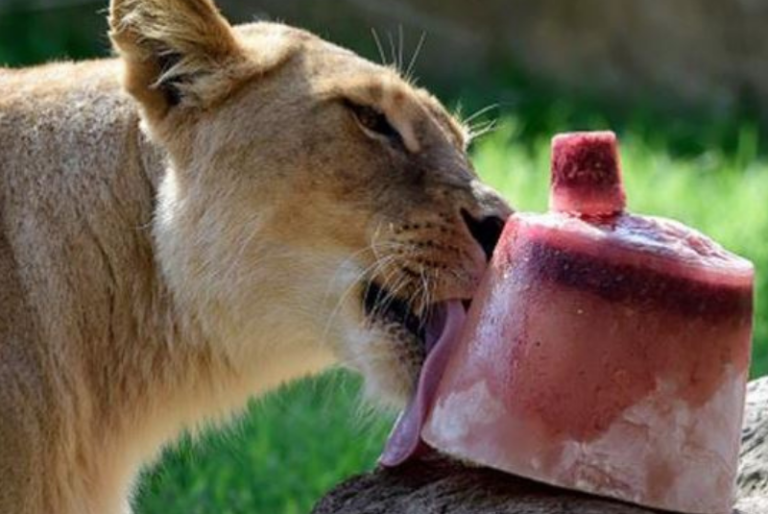 Con paletas congeladas, animalitos del Animaya mitigan el calor