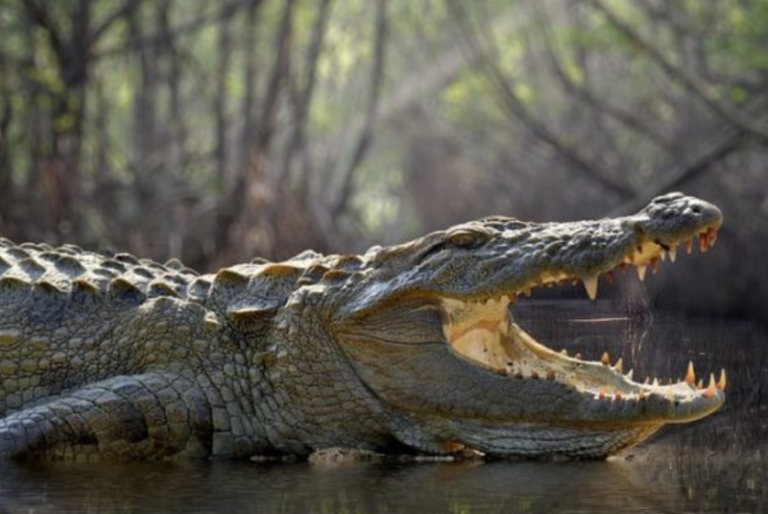 Cocodrilo acecha a turistas que nadaban en un cenote de Tulum