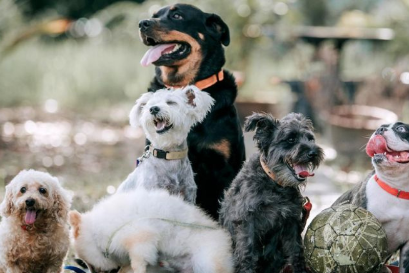 razas de perro