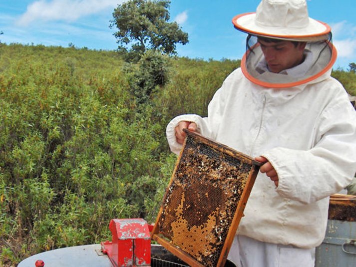 Yucatán aplicará una Ley de Protección a las Abejas y Fomento Apícola