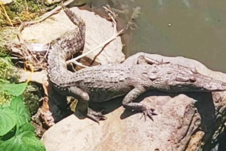 Capturan a un cocodrilo de más de un metro en Teziutlán, Puebla