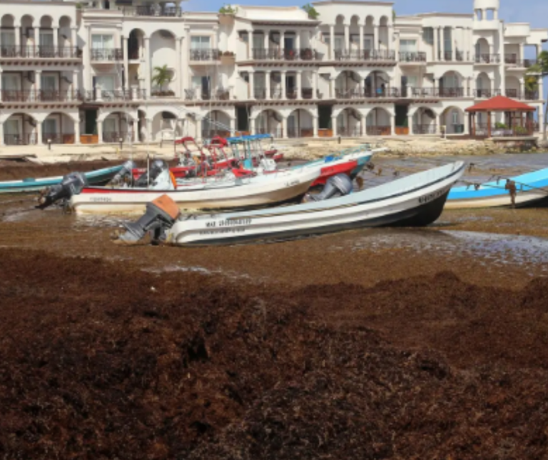 Islas de sargazo flotan en el Atlántico rumbo al mar Caribe