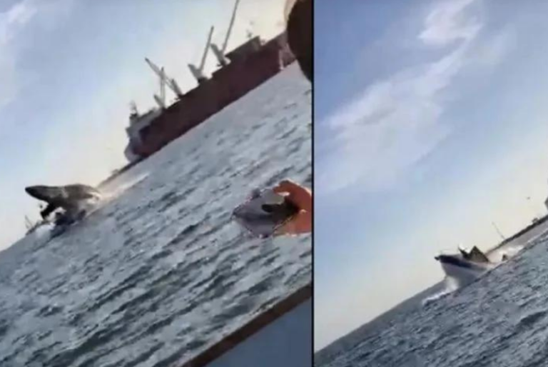 Ballena salta y cae sobre embarcación en Topolobampo, Sinaloa: VIDEO