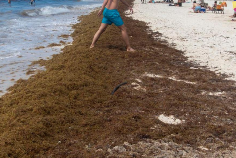 Tulum, Puerto Morelos y Mahahual, las playas más afectadas por sargazo