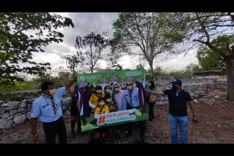 Arranca cruzada de reforestación para preservar a las abejas meliponas