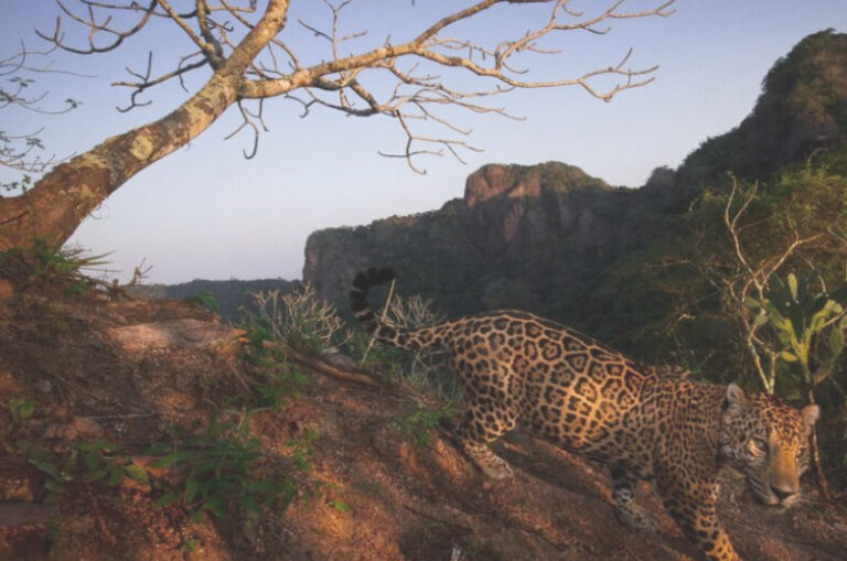 Mueren al menos siete jaguares al año por atropellamiento en la Reserva de la Biósfera de Calakmul