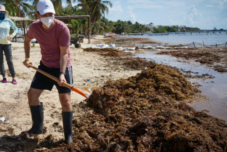 Arribo de sargazo afecta al turismo de Quintana Roo y Yucatán; van 19 mil toneladas