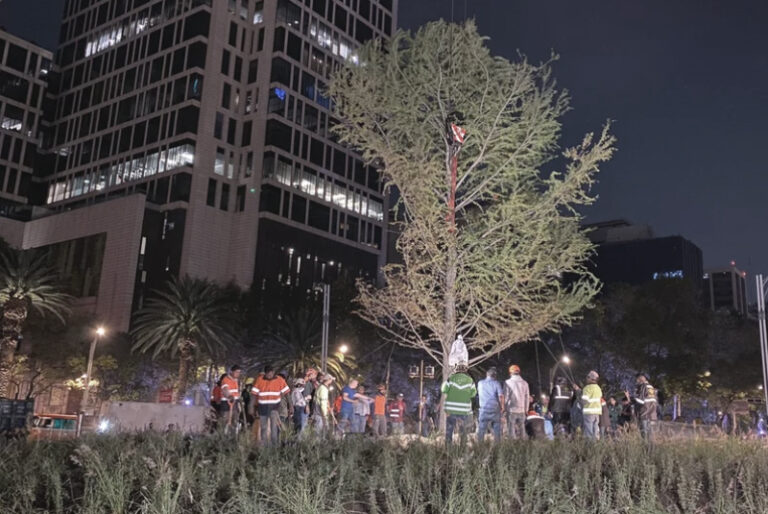 Plantan Ahuehuete en la glorieta de Paseo de la Reforma, le dicen adiós a la Palma