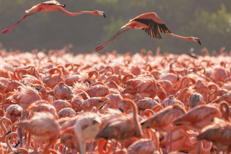 flamencos