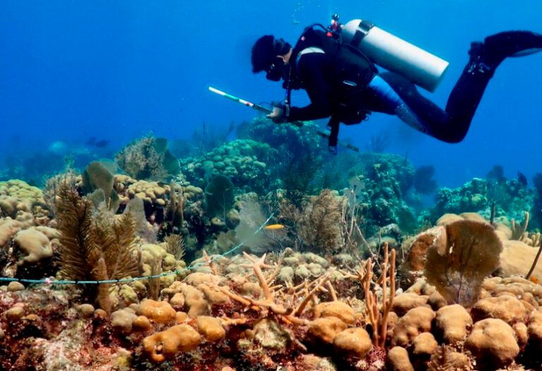 Catástrofe lleva a la extinción a los corales del Caribe mexicano: UNAM