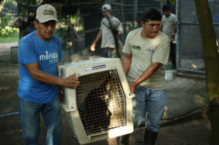 Monos rescatados del tráfico ilegal se preparan para su liberación en Kaxek