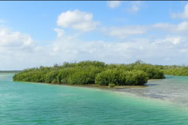 Denuncian abusos con bonos de carbono en la Península de Yucatán