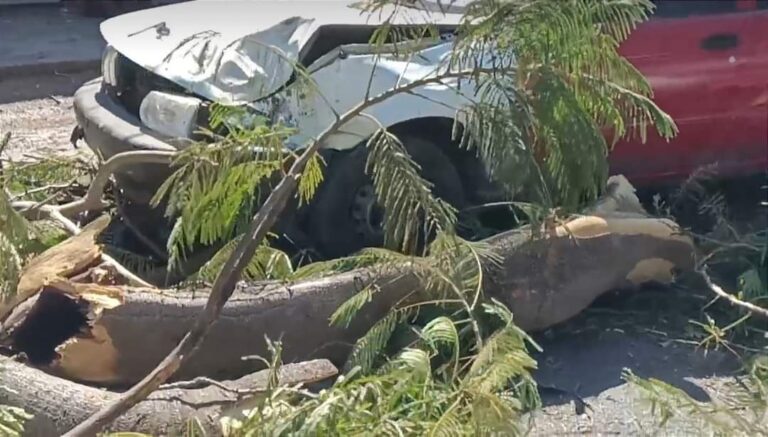 ÁRBOL SE DESGAJA EN LA ALEMÁN Y DAÑA UN TSURU ESTACIONADO