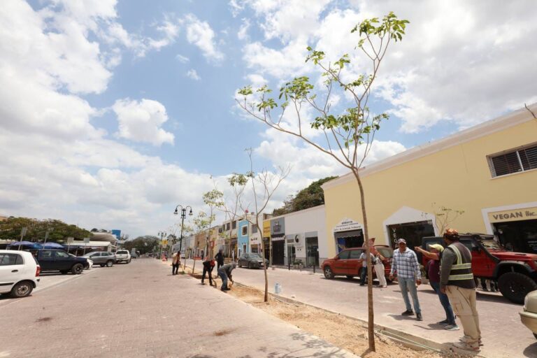 Sigue la plantación de maculis en el Corredor Turístico y Gastronómico de Mérida