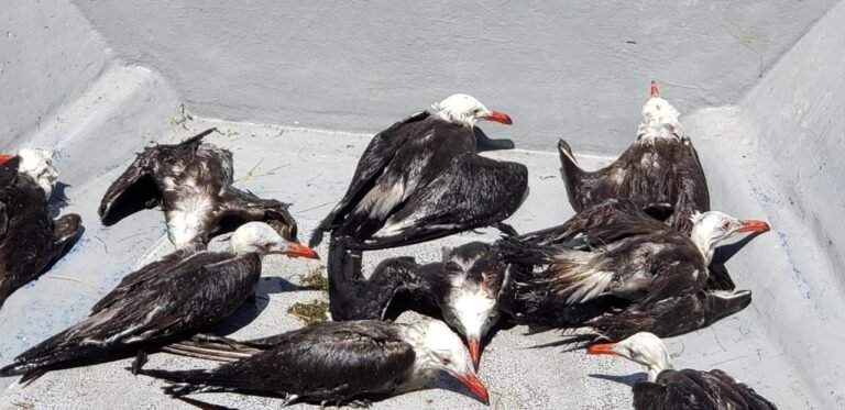 Barcos de sardina matan aves marinas protegidas sin que 4T lo impida