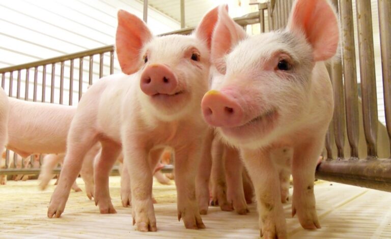 Porcicultura en Yucatán: entre la oportunidad de construir, y el señalamiento soluciones con evidencia