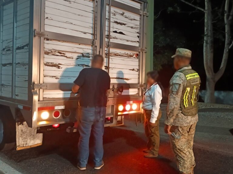 Operativo en el sureste frena tráfico de fauna; rescatan mono araña y aseguran jaguar en Mérida