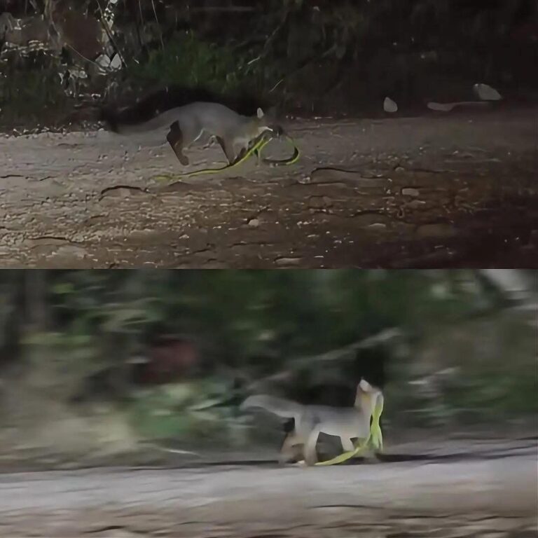 Impactante avistamiento en Tulum: zorro gris sorprende al capturar una serpiente en la selva