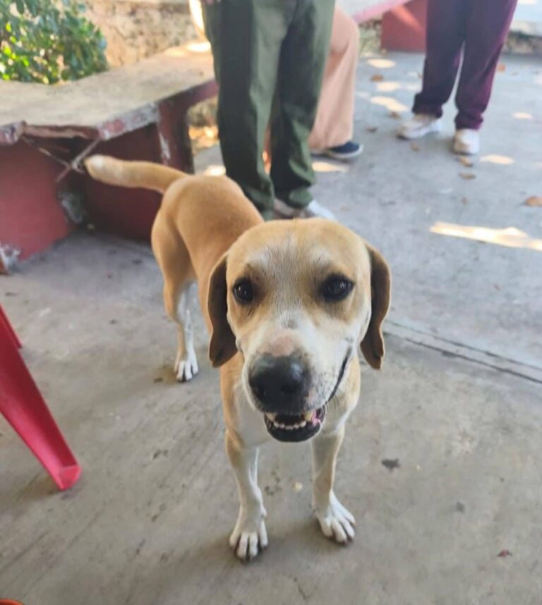 Exigen justicia por “Güero”, querido perro comunitario hallado sin vida en Yaxkukul