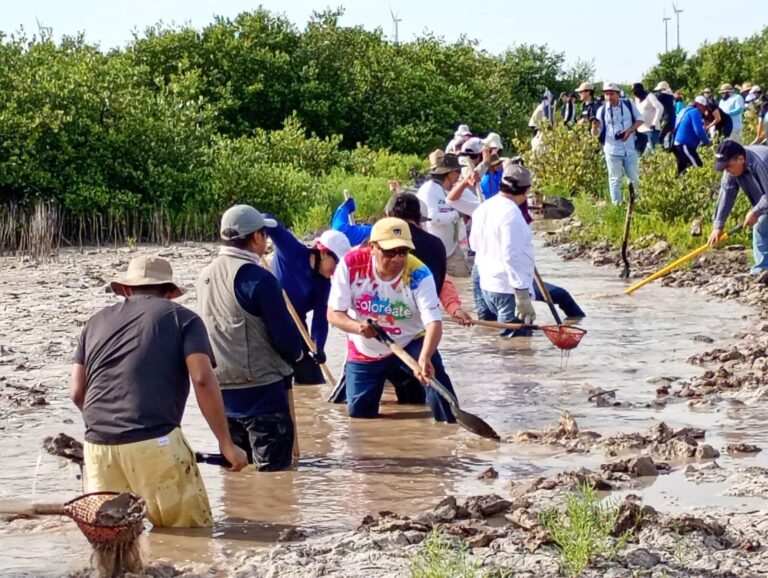 Impulsan nueva etapa para recuperar manglares en Progreso con participación de Conagua y sociedad civil