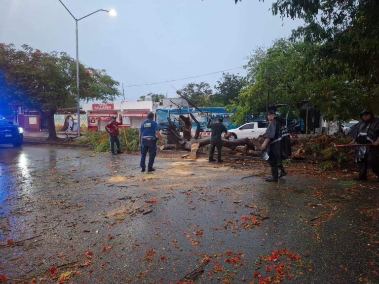 Lluvias y fuertes vientos dejan más de 700 emergencias por árboles y cables caídos en Yucatán